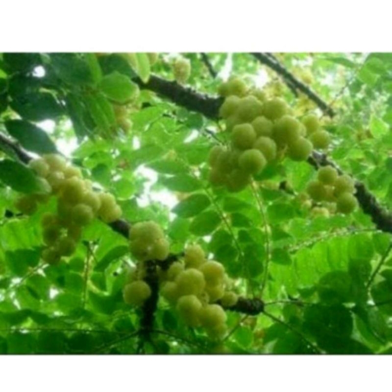 

daun ceremai segar