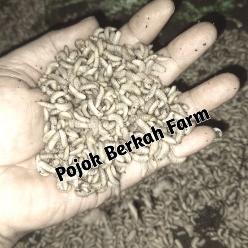 maggot bsf hidup fress 100gr