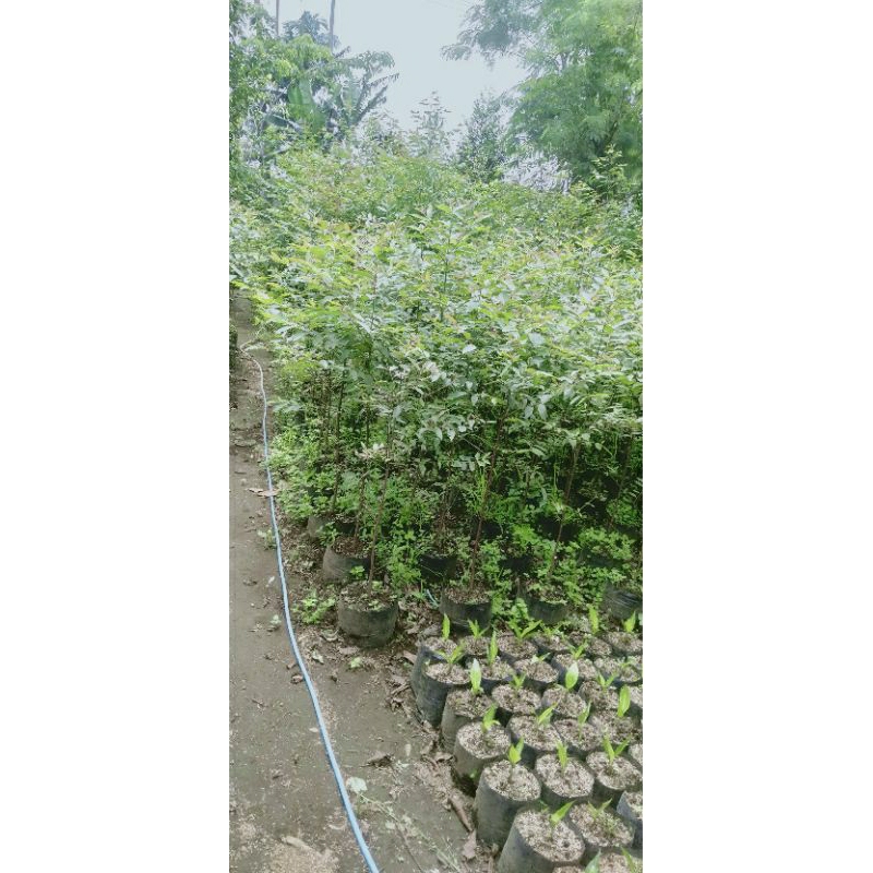 Bibit pohon Eucalyptus rainbow/pohon pelangi Eucalyptus Deglupta