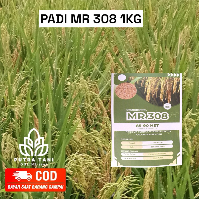 BENIH PADI UNGGUL MR 308 1KG
