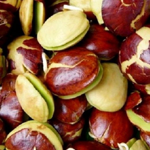 

Jengkol segar 1 kg Stinky beans
