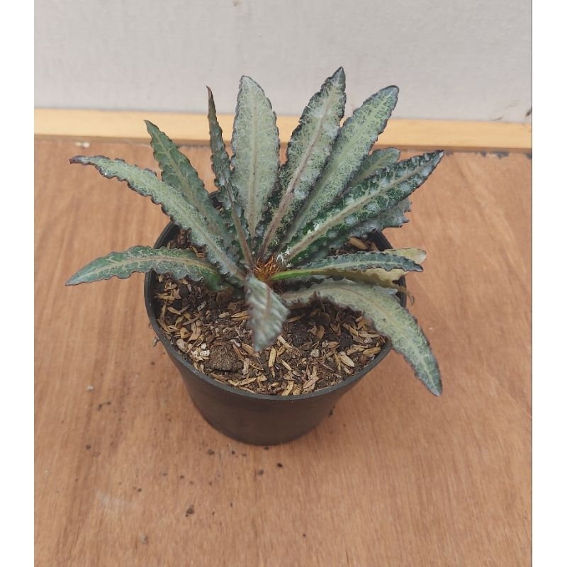 euphorbia francoisii hybrid