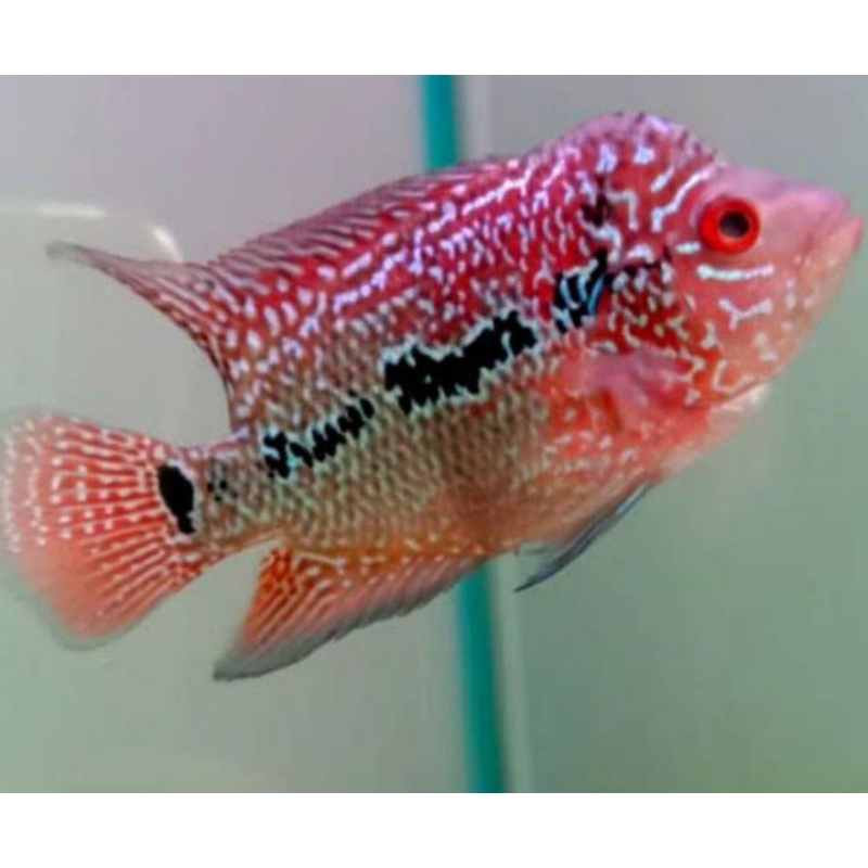 burayak cencu bergaransi cilnong size 3-5cm