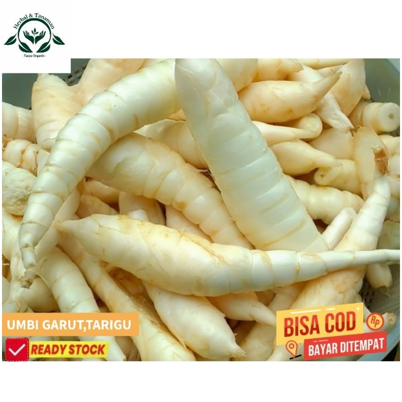 

umbi Garut atau umbi tarigu segar Fress 1 kg