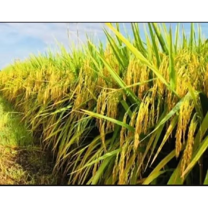 benih bibit padi cakrabuana 04 5kg berkualitas