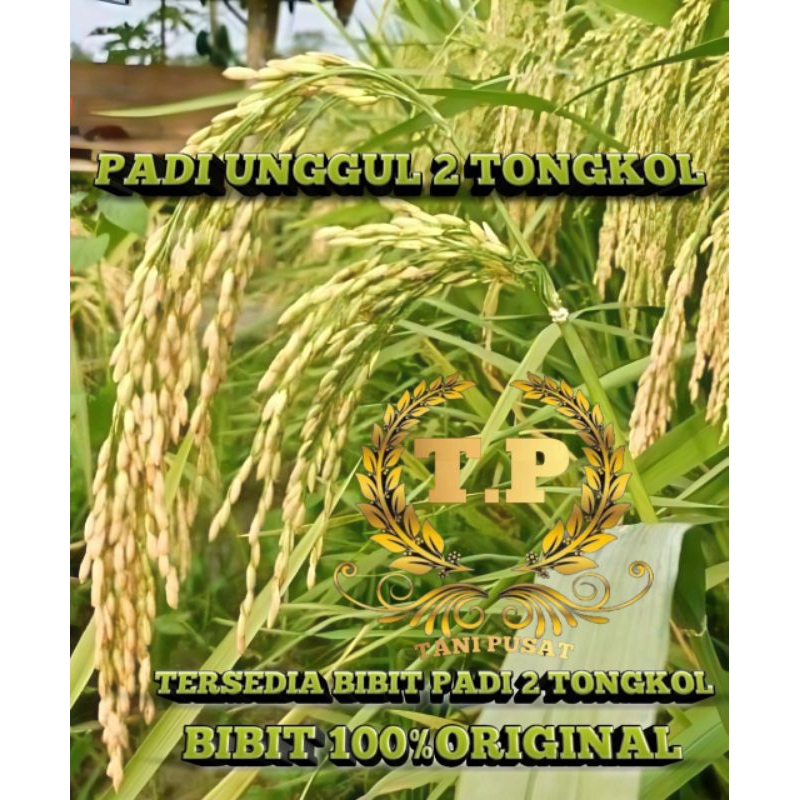 BENIH PADI UNGGUL 2 TONGKOL SUPER 5KG