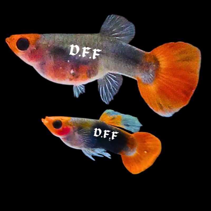 

kardus packing-tuxed0 k0i long b0dy gl4ssbelly