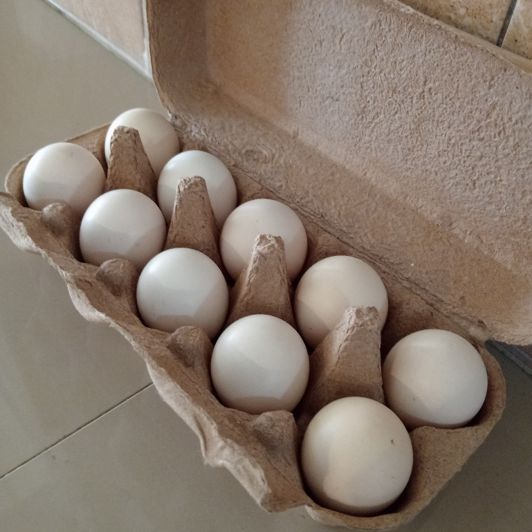 

Telur ayam kampung super paket 10butir Telur ayam kampung asli berkwalitas termurah