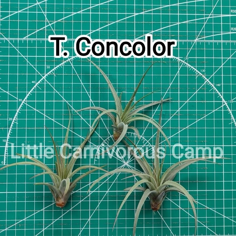 tillandsia concolor