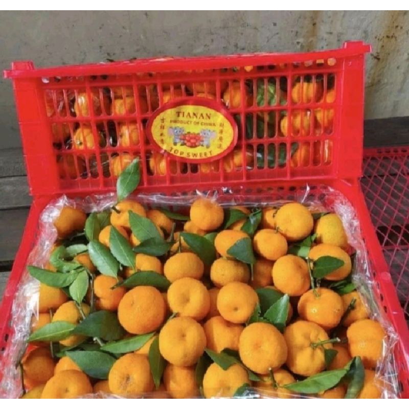 

Jeruk santang Daun 1 kranjang -+6kg