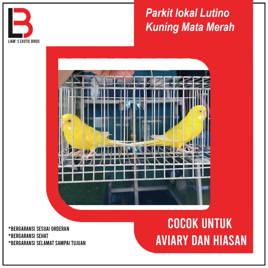 Burung Parkit Lokal Warna Kuning Lutino Mata Merah Pilihan Mulus Sepasang