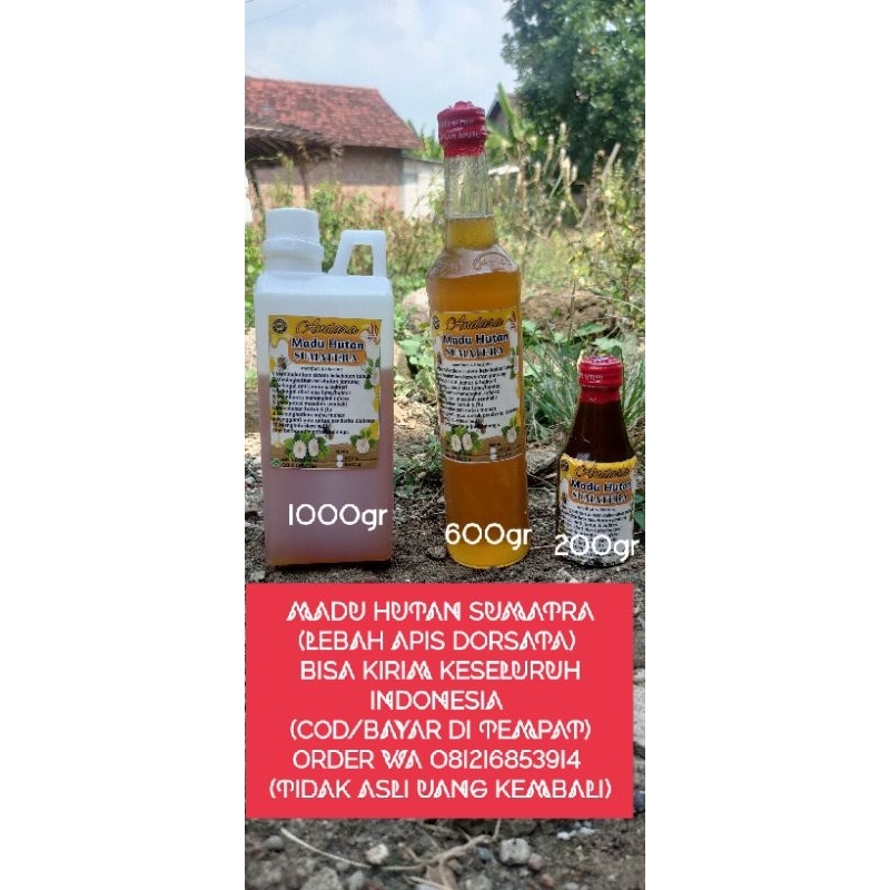 

MADU HUTAN SUMATRA/MADU MURNI/MADU ASLI