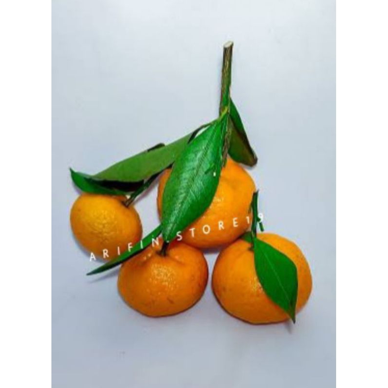 

Jeruk Shantang Orange 1Kg /Jeruk Tangerin /Manis Tanpa Biji