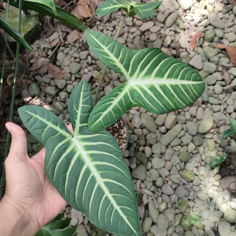 Tanaman Hias zebra xanthosoma lindenii