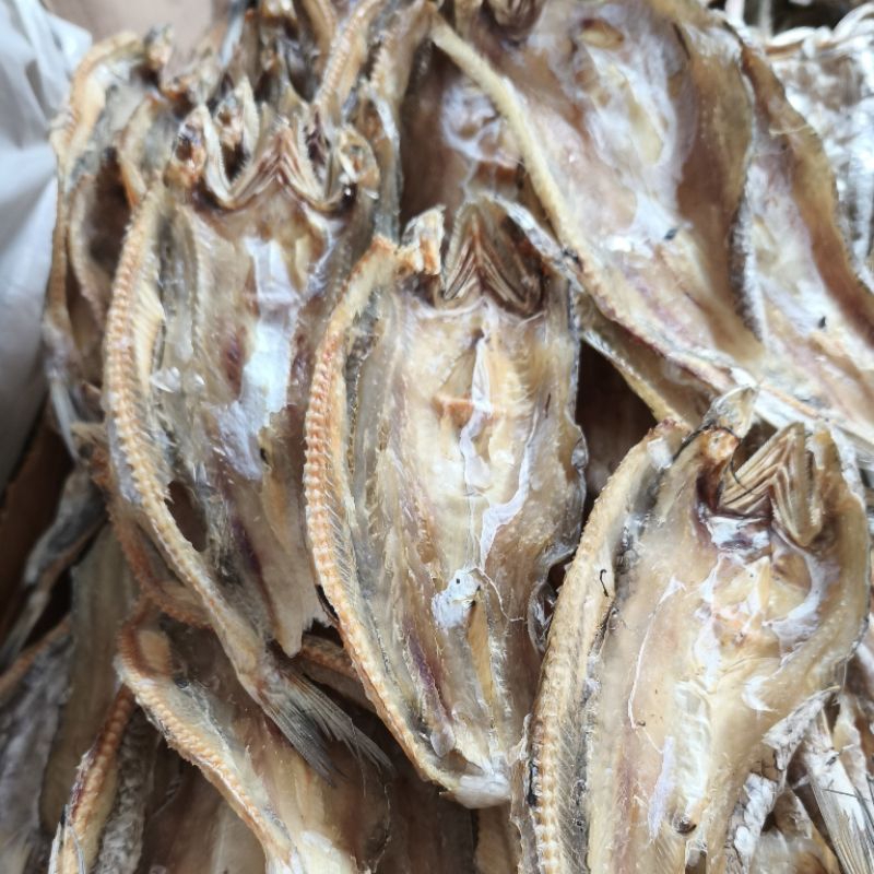 

IKAN KACANGAN TAWAR