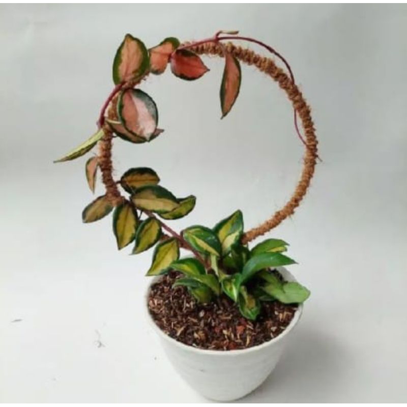 Turus bulat penyangga tanaman rambat,turus sabut kelapa berbentuk bulat