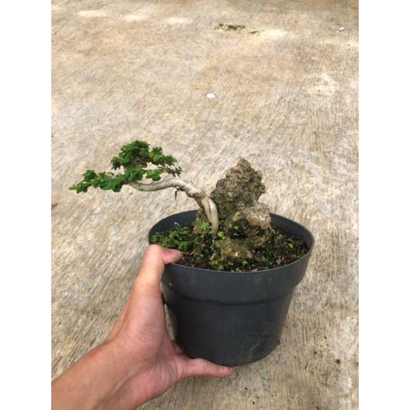 BONSAI SANCANG ON THE ROCK // BONSAI SANCANG SIAP PAJANG