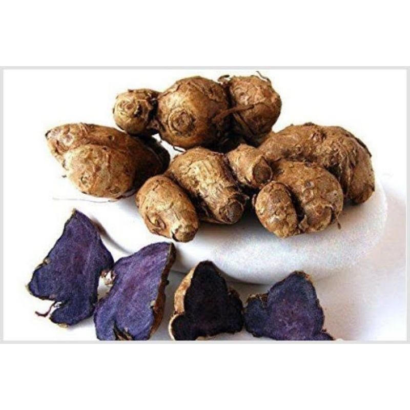 

kunyit hitam asli fresh 100 gram herbal