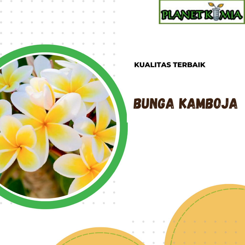 

dried,serbuk bunga kamboja best product