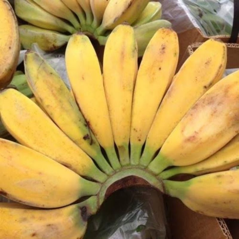 

PISANG KEPOK MADU