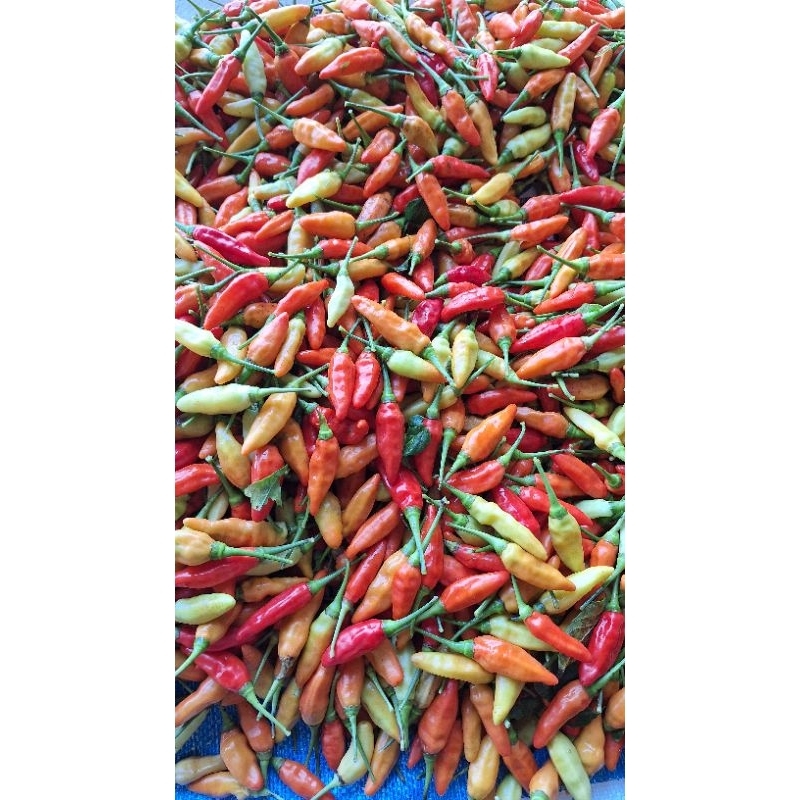 

CABE RAWIT ORI 1000 gram atau 1 kg