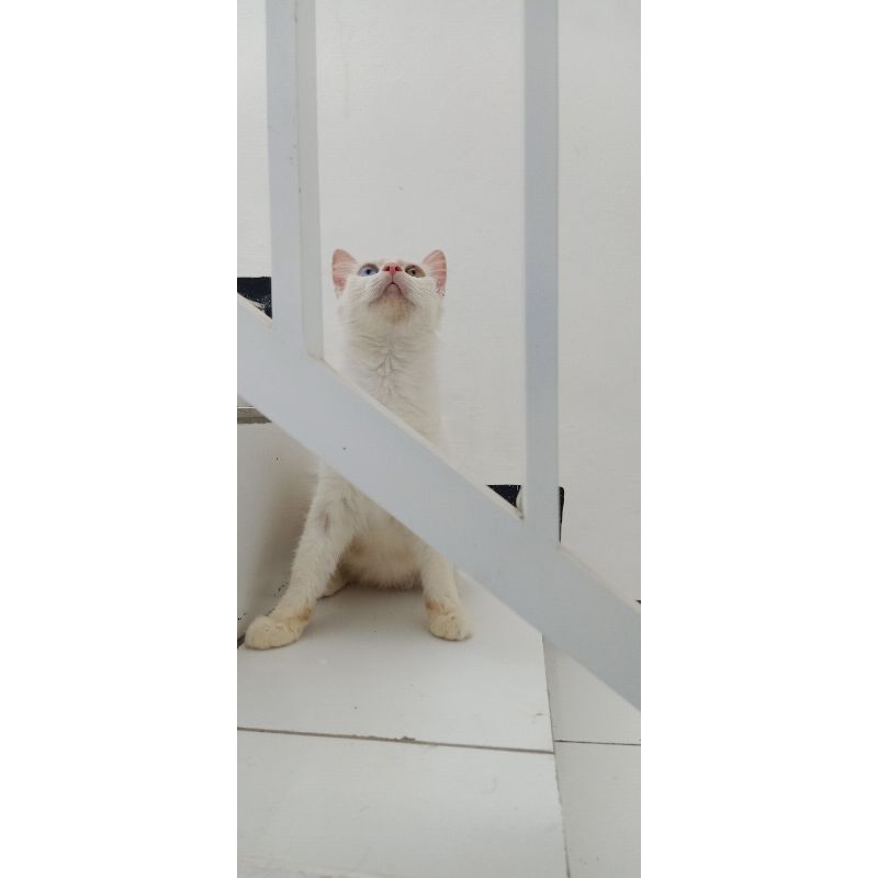 indukan betina Persia odd eye 12bln