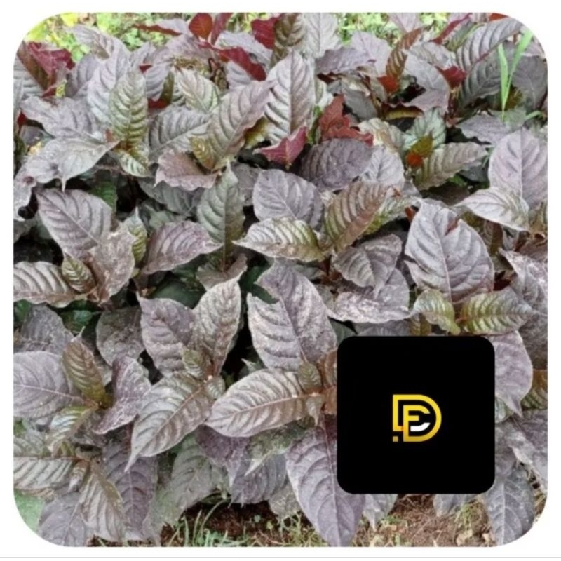 

Isi 100 lembar pilihan daun ungu daun handeuleum segar