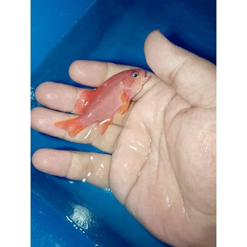 ikan hias laut anthias merah
