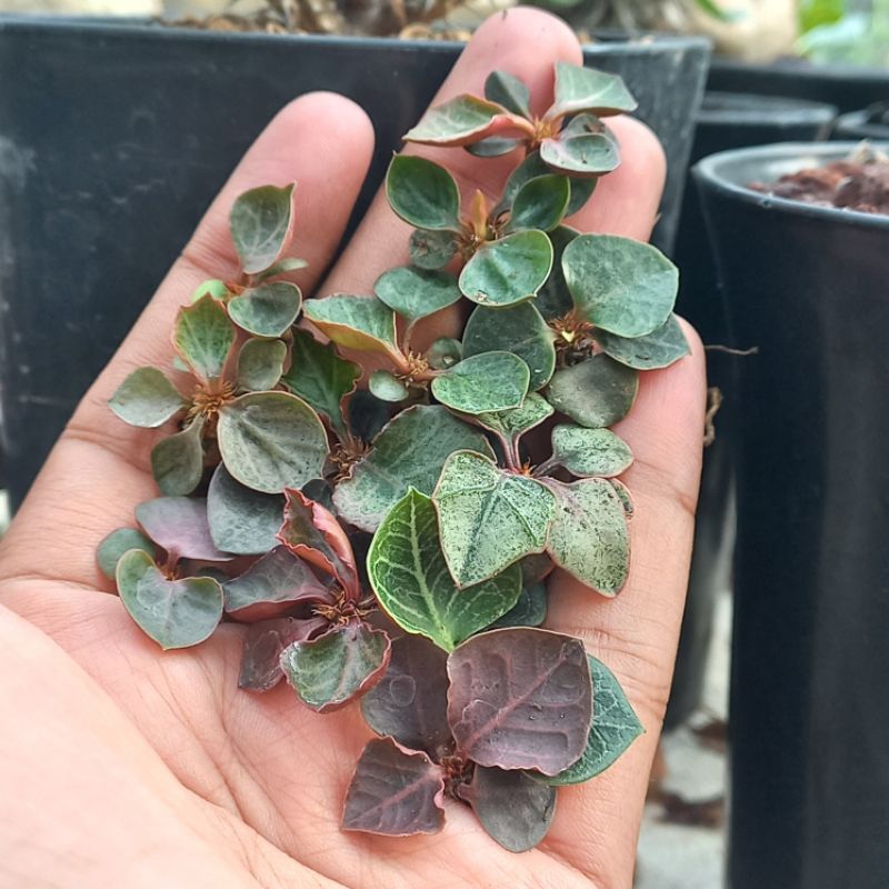 Euphorbia Francoisii Maple