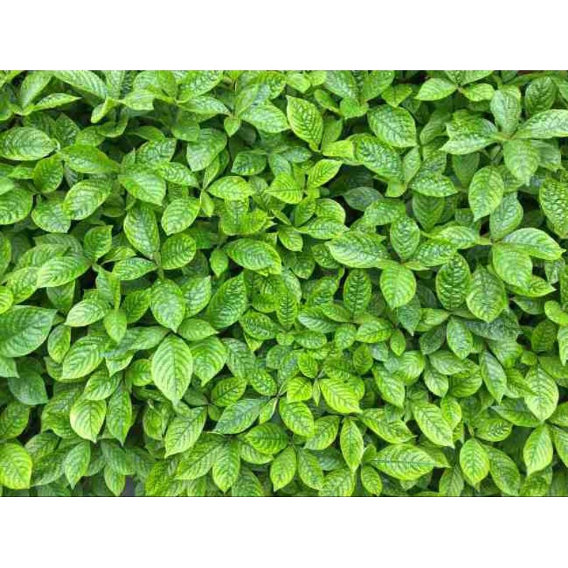 

daun kaca beling berkualitas per 100gr