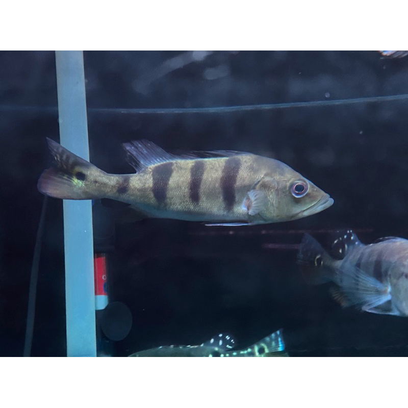 Pbass Mono Good Marking Ukuran 16-18 cm