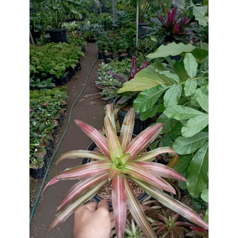 Tanaman Hias Bromelia Tricolor Tanaman Bromelia Tricolor