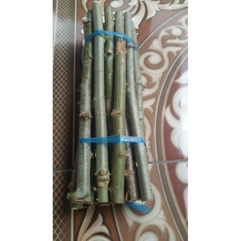 bibit daun singkong sayur panjang 20 cm
