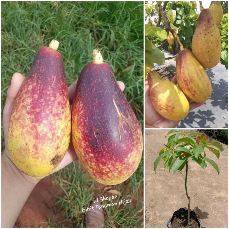 Bibit Alpukat Yellow Vietnam / Alpukat Kuning