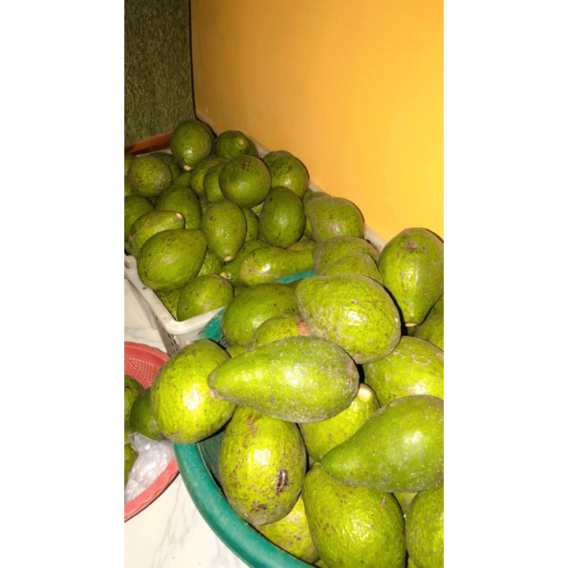 

Alpukat mentega 1 kg