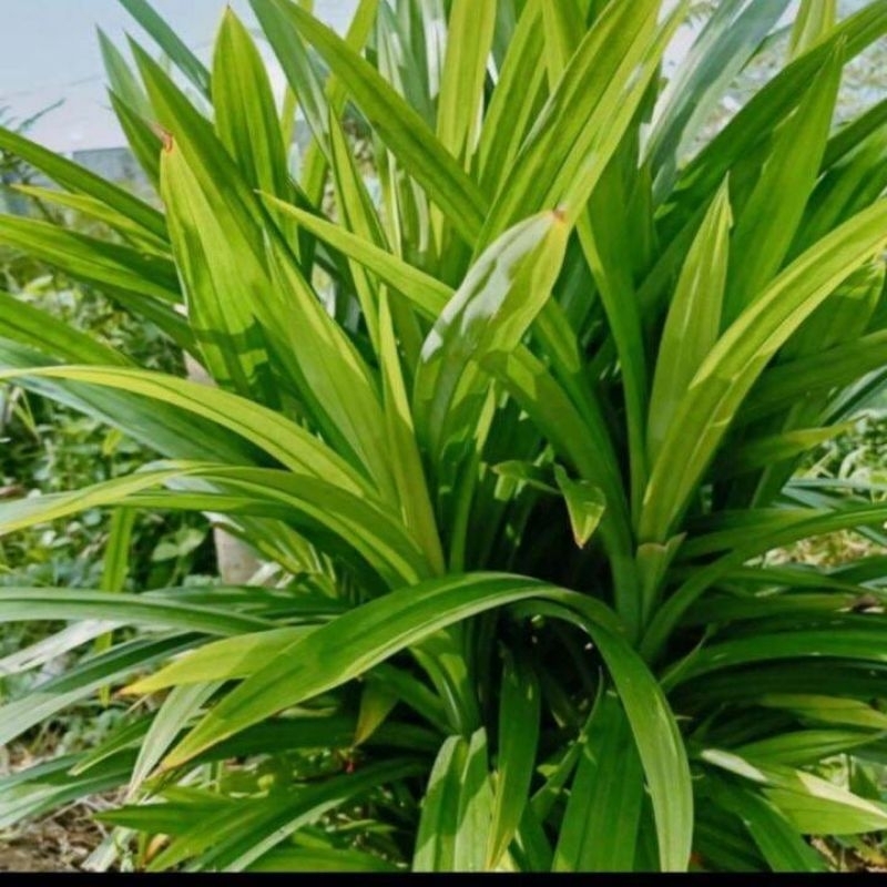 

daun pandan wangi 1 ikat,daun pandan, tanaman pandan.Pandanus amaryllifolius