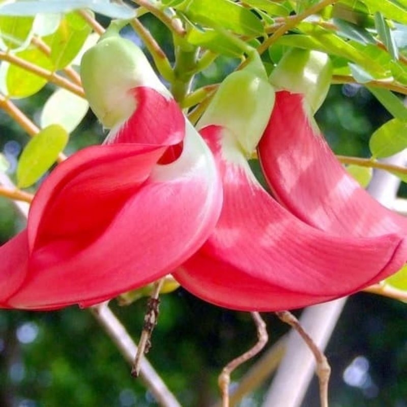 25 butir biji turi merah, benih turi merah, tanaman turi merah. Sesbania grandiflora