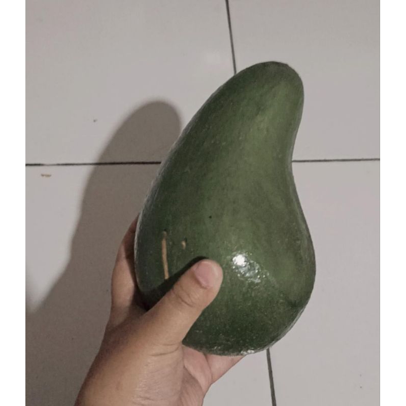 

Alpukat Pluwang besar