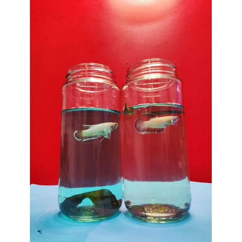 cupang plakat Dumbo Ear Betina