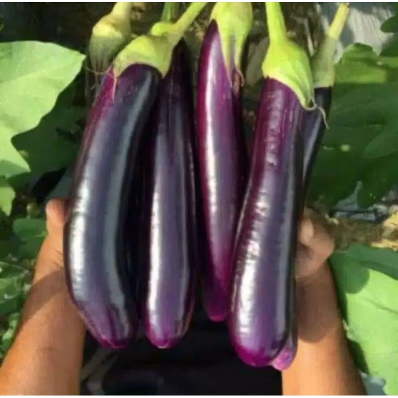 500 Benih Unggul Terong Ungu Antaboga