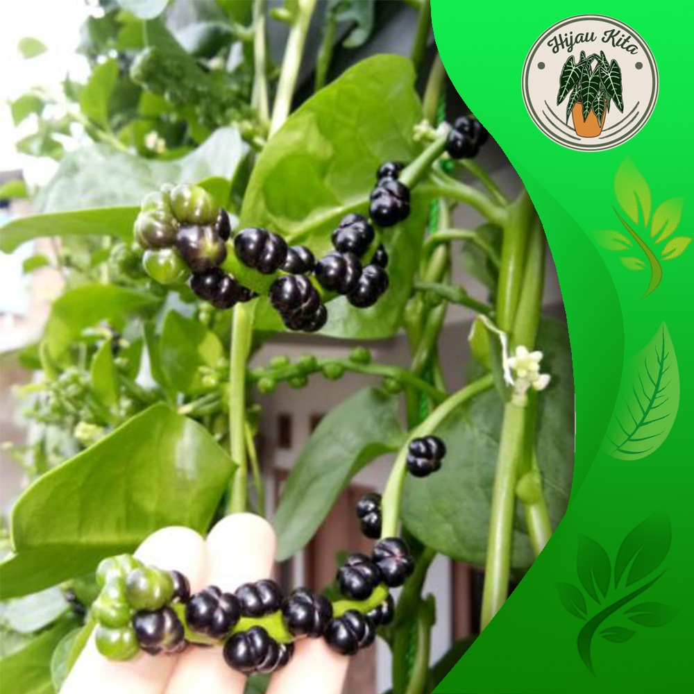 

buah angkung segar obat setruk alami - extra peking