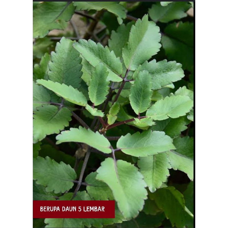 

DAUN SOSOR BEBEK, DAUN COCOR BEBEK, SUKULEN COCOR BEBEK, Cocor bebek pereda demam