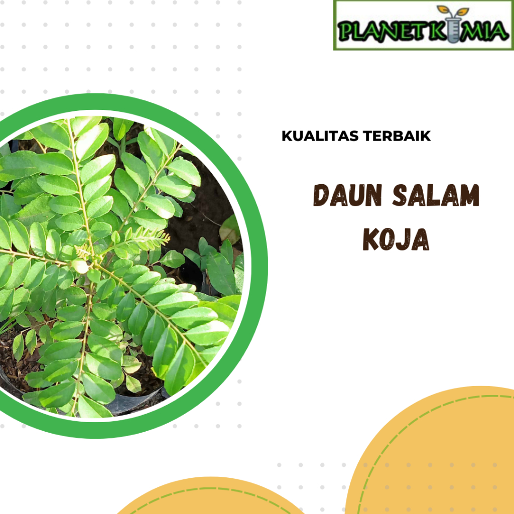 

dried,serbuk daun salam koja best product