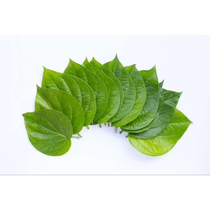 

Daun Sirih Fres Segar Per Lembar 30 lembar