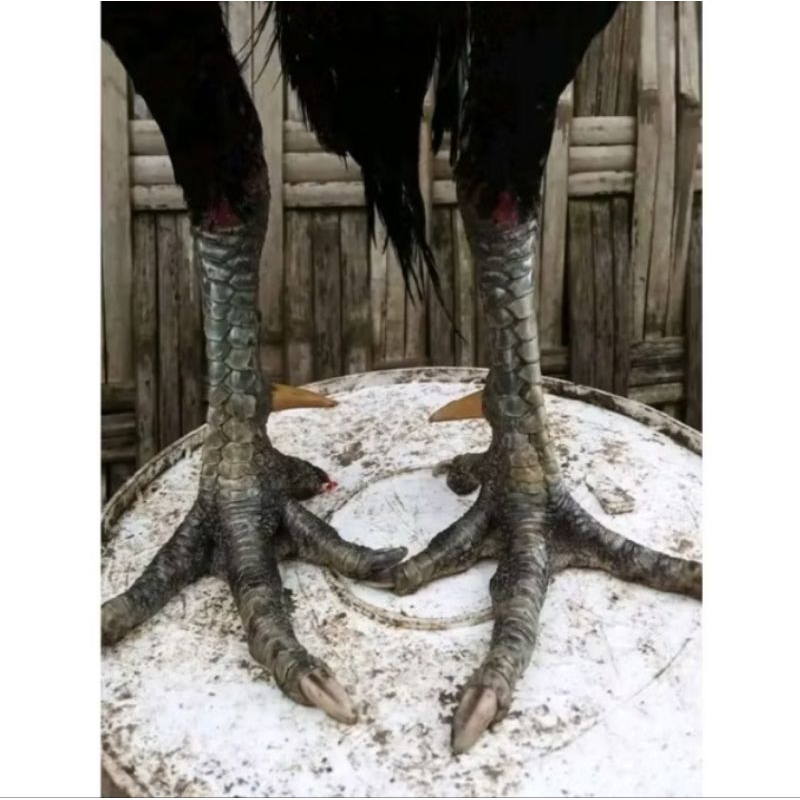 telur fertil Pakoy ful brakot ules hitam