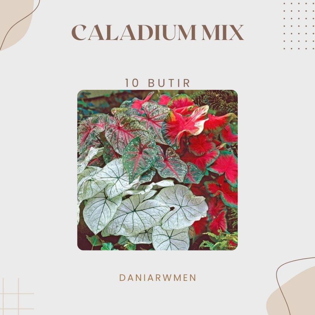 Biji Benih Bunga Keladi Caladium Campur Warna Warni