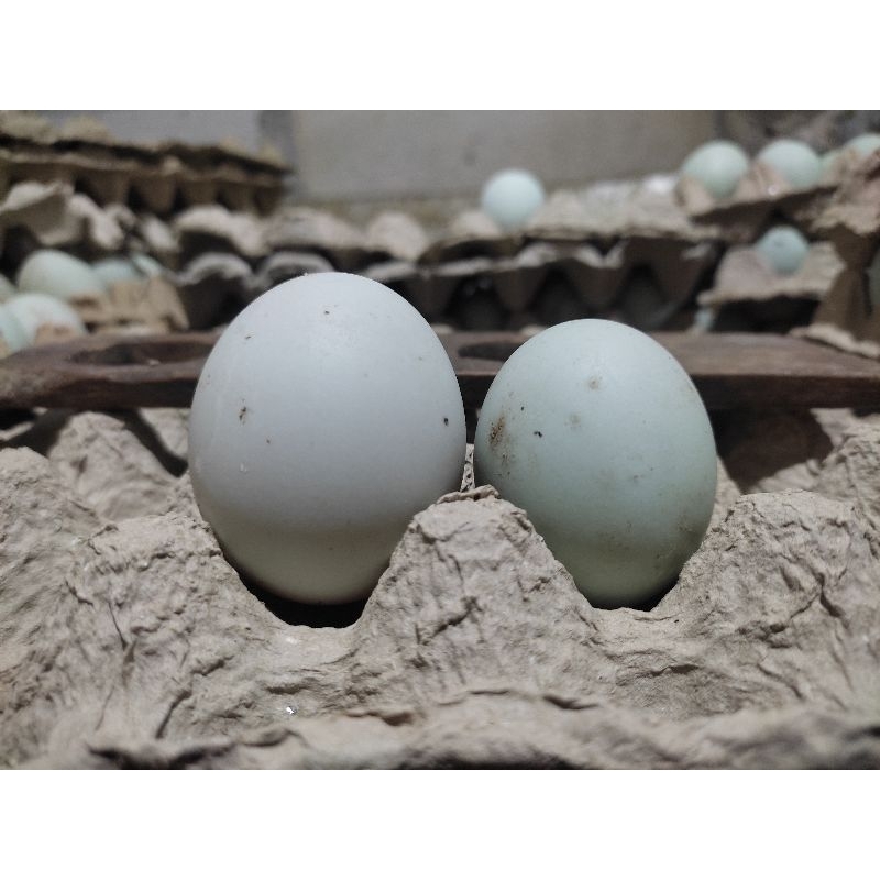 

Telur Bebek Kecil