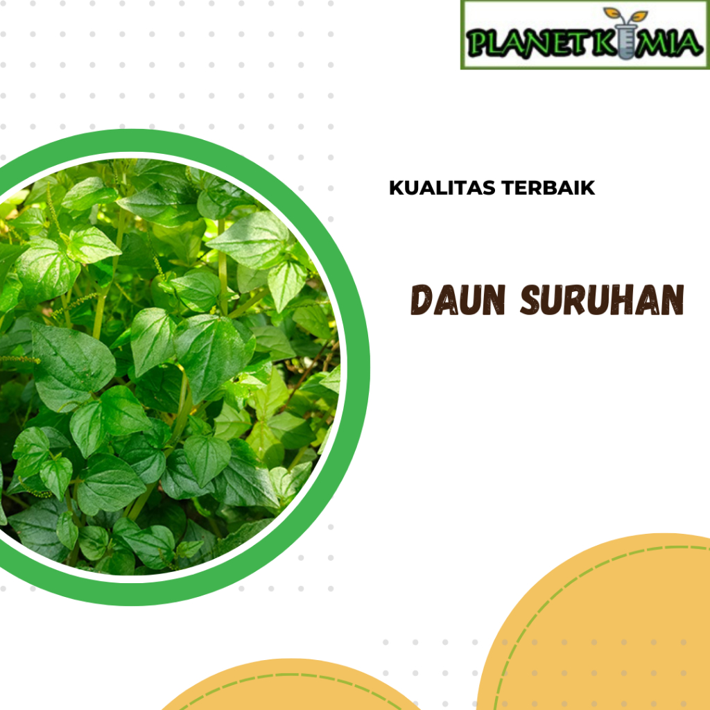 

dried,serbuk daun suruhan best product