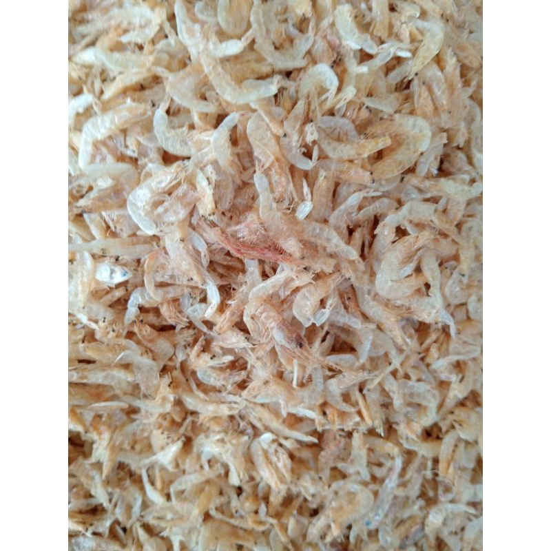 

udang rebon