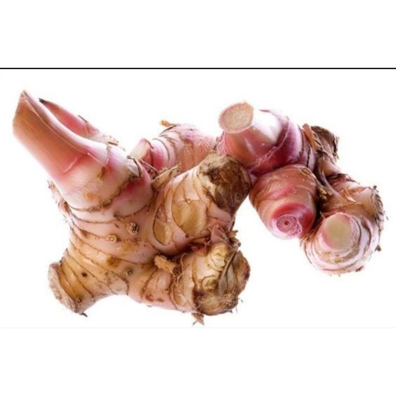 

lengkuas obat herbal dan bumbu